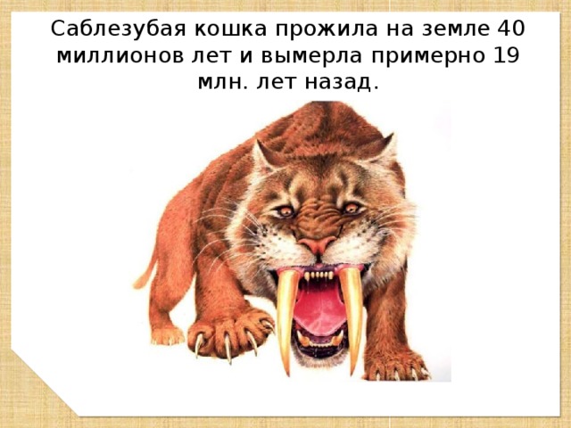 Саблезубый тигр презентация