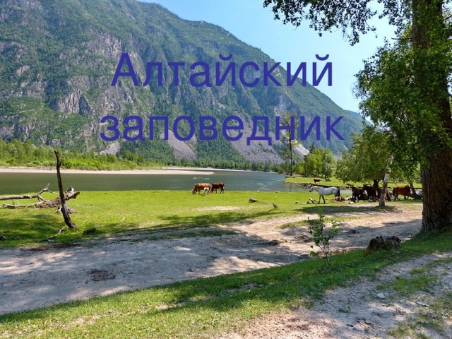 Алтайский заповедник 