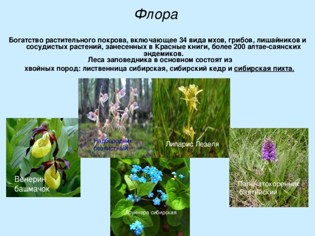 Флора Богатство растительного покрова, включающее 34 вида мхов, грибов, лишайников и сосудистых растений, занесенных в Красные книги, более 200 алтае-саянских эндемиков.   Леса заповедника в основном состоят из хвойных пород: лиственница сибирская, сибирский кедр и   сибирская пихта. Надбородник безлистный Липарис Лезеля Венерин башмачок Пальчатокоренник  балтийский бруннера сибирская  