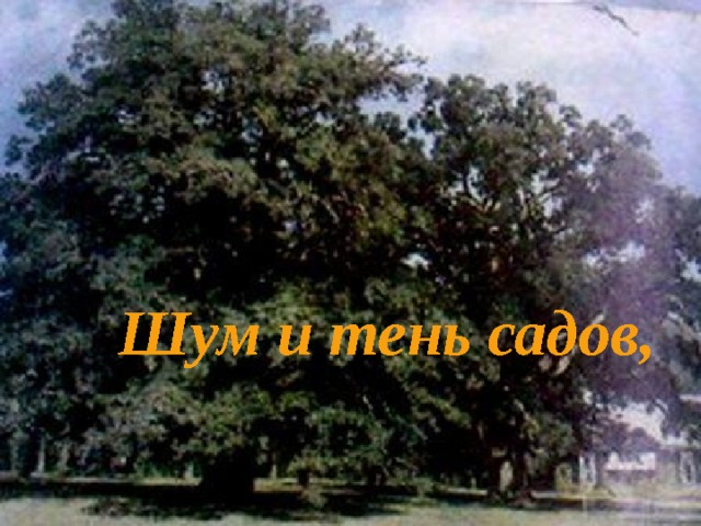 Шум и тень садов, 