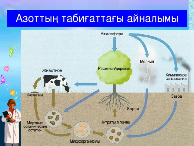 Азоттың табиғаттағы айналымы 