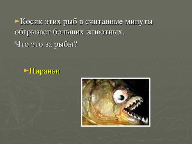 Косяк этих рыб в считанные минуты обгрызает больших животных. Что это за рыбы? Пираньи. 