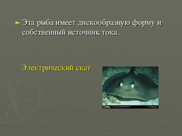 Эта рыба имеет дискообразную форму и собственный источник тока.   Электрический скат 