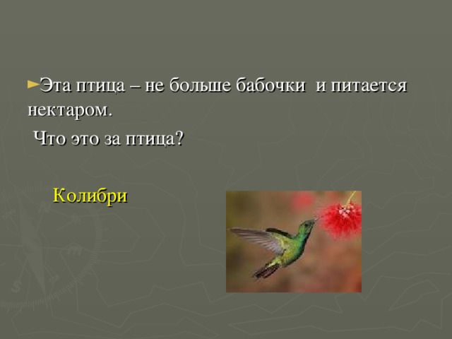 Эта птица – не больше бабочки и питается нектаром.  Что это за птица?  Колибри 