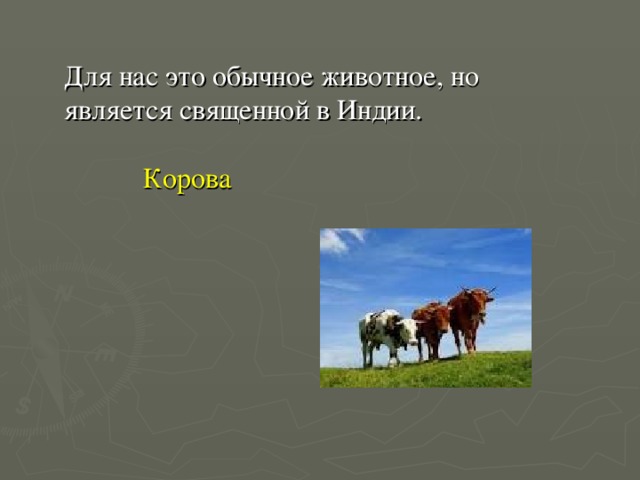 Для нас это обычное животное, но является священной в Индии.   Корова 