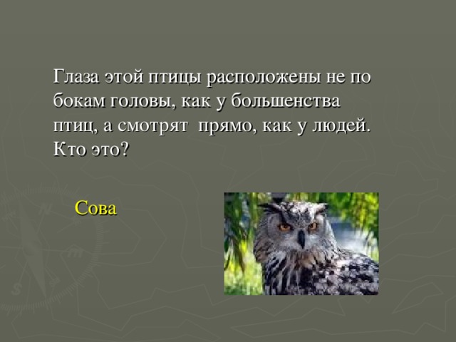 Глаза этой птицы расположены не по бокам головы, как у большенства птиц, а смотрят прямо, как у людей. Кто это? Сова 