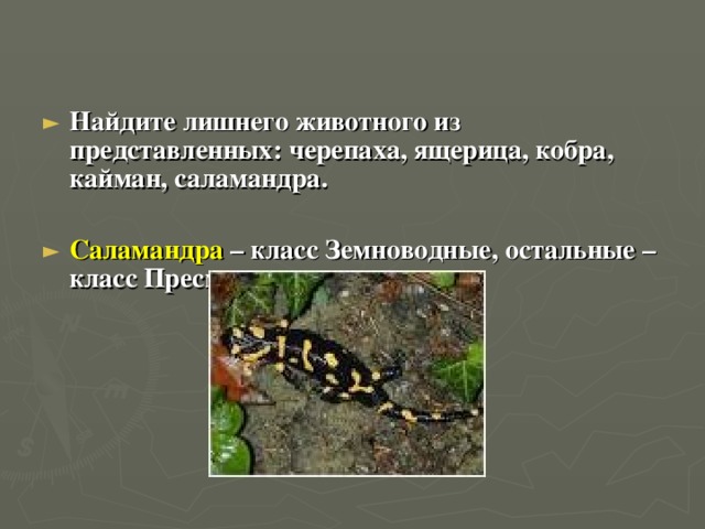  Найдите лишнего животного из представленных: черепаха, ящерица, кобра, кайман, саламандра.  Саламандра – класс Земноводные, остальные – класс Пресмыкающиеся    
