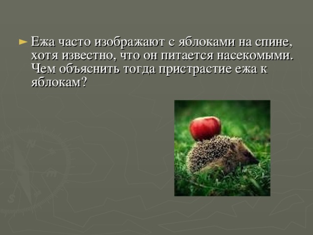 Ежа часто изображают с яблоками на спине, хотя известно, что он питается насекомыми. Чем объяснить тогда пристрастие ежа к яблокам?   