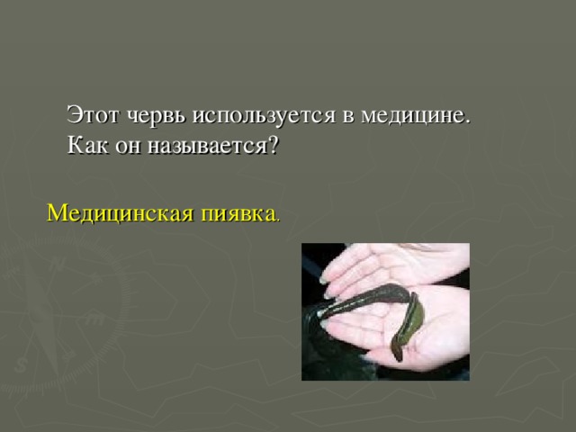 Этот червь используется в медицине. Как он называется? Медицинская пиявка . 