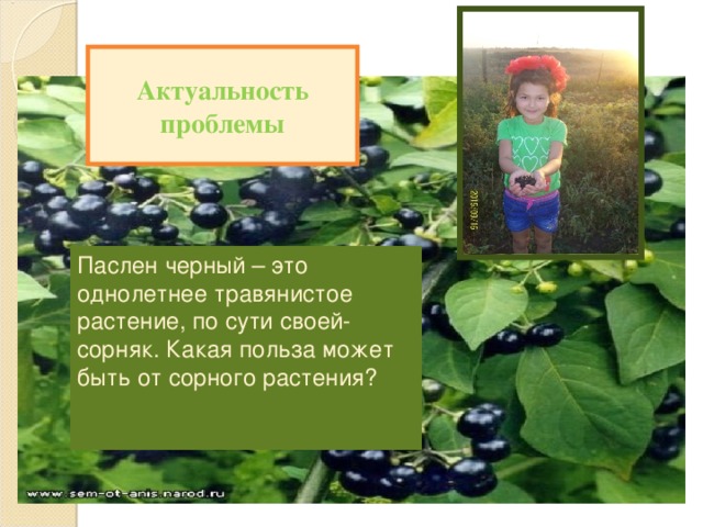 Актуальность проблемы   Паслен черный – это однолетнее травянистое растение, по сути своей- сорняк. Какая польза может быть от сорного растения?     