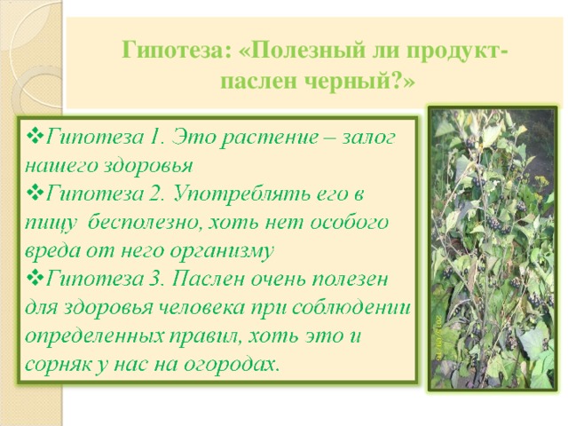 Гипотеза: «Полезный ли продукт-  паслен черный?» 