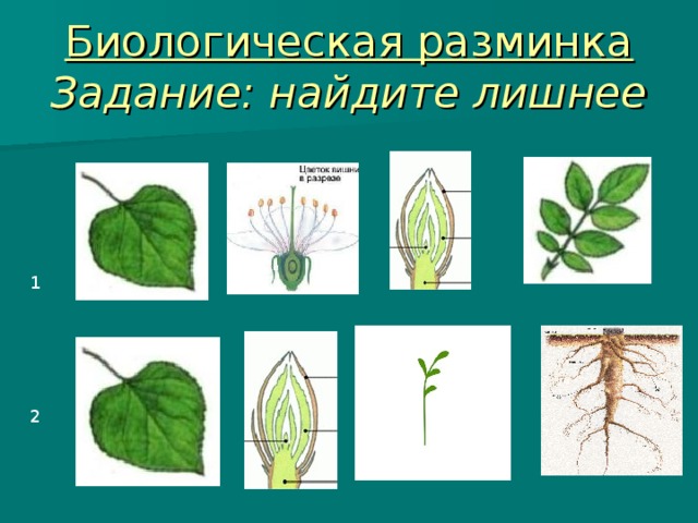 Биологическая разминка  Задание: найдите лишнее 1 2 