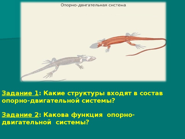 Задание 1 : Какие структуры входят в состав опорно-двигательной системы? Задание 2 : Какова функция опорно-двигательной системы? 