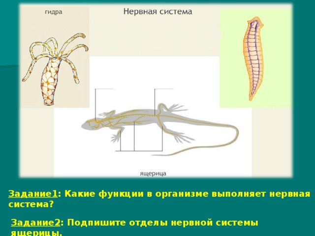 Задание1 : Какие функции в организме выполняет нервная система? Задание2 : Подпишите отделы нервной системы ящерицы.  