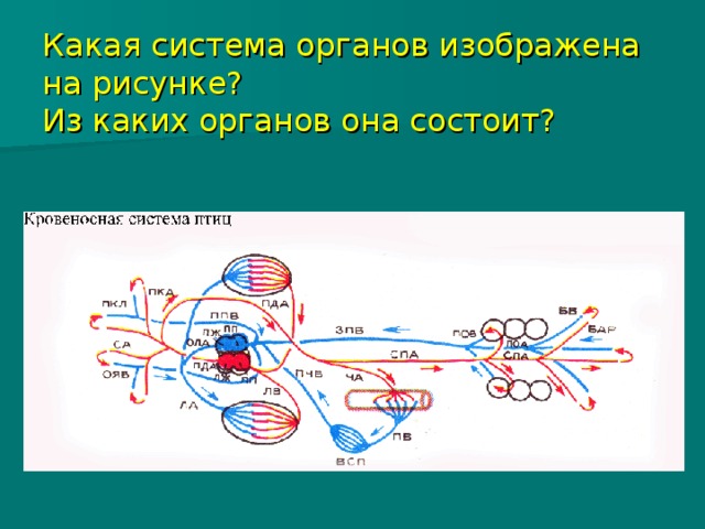 Какая система органов изображена на рисунке?  Из каких органов она состоит? 