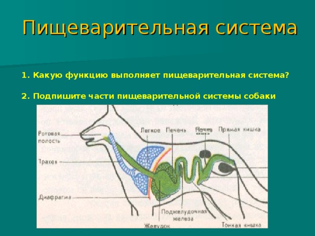 Пищеварительная система собаки рисунок