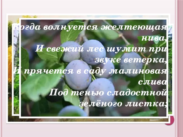Когда волнуется желтеющая нива,  И свежий лес шумит при звуке ветерка,  И прячется в саду малиновая слива  Под тенью сладостной зелёного листка; 