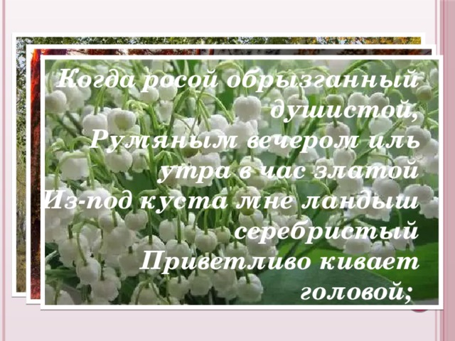 Когда росой обрызганный душистой,  Румяным вечером иль утра в час златой  Из-под куста мне ландыш серебристый  Приветливо кивает головой; 