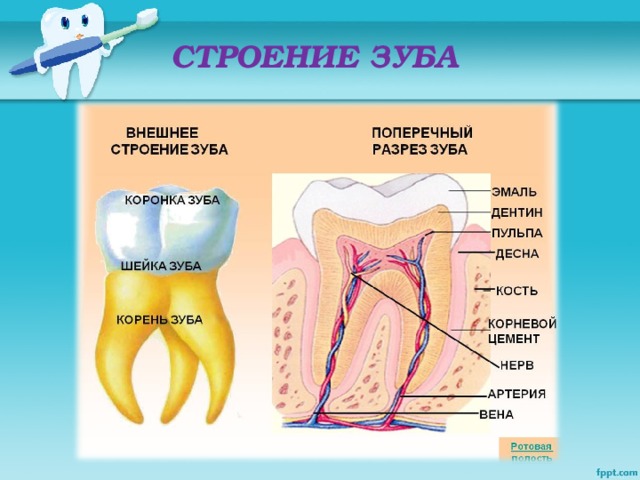 СТРОЕНИЕ ЗУБА