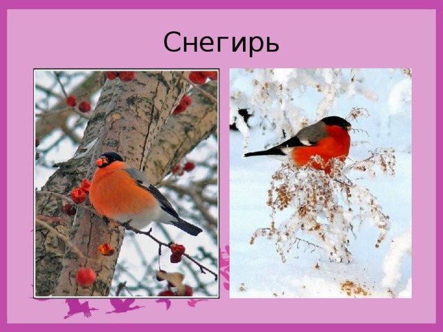Презентация к беседе "Снегирь"