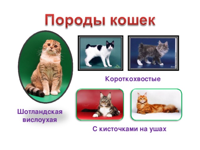 Короткохвостые Шотландская вислоухая С кисточками на ушах 