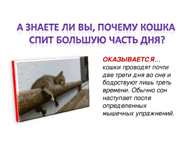  ОКАЗЫВАЕТСЯ … кошки проводят почти две трети дня во сне и бодрствуют лишь треть времени. Обычно сон наступает после определенных мышечных упражнений. 
