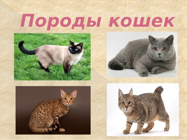Кошка кто она. МАИНКОМ кошка