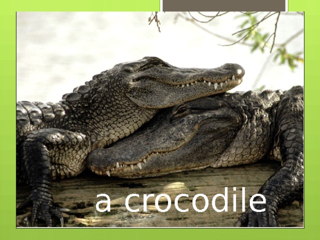 a crocodile 