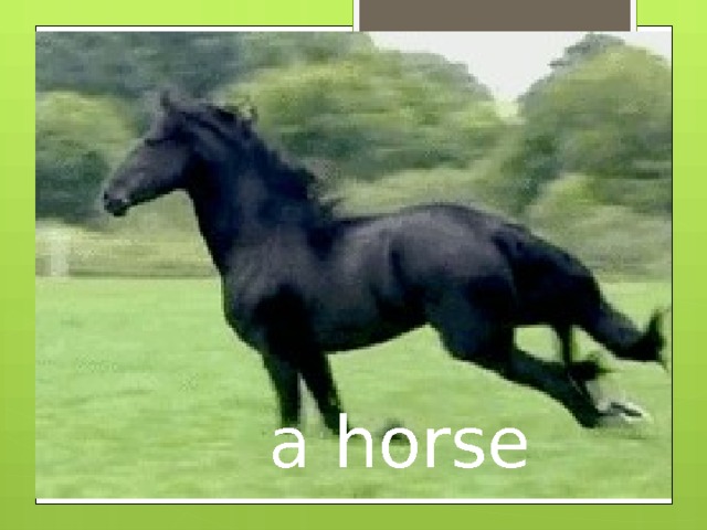 a horse 