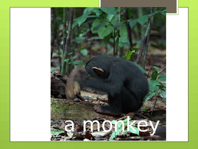 a monkey 