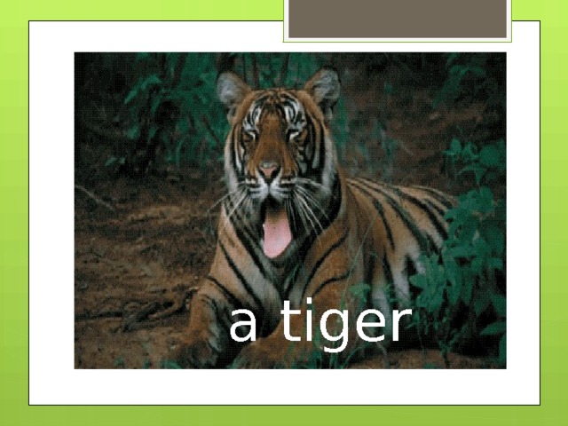 a tiger 