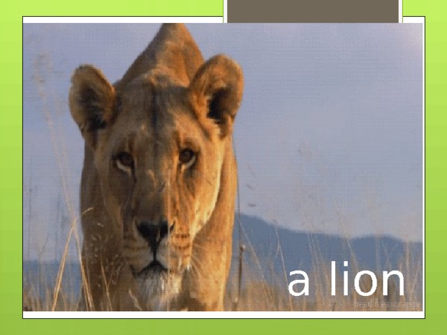 a lion 