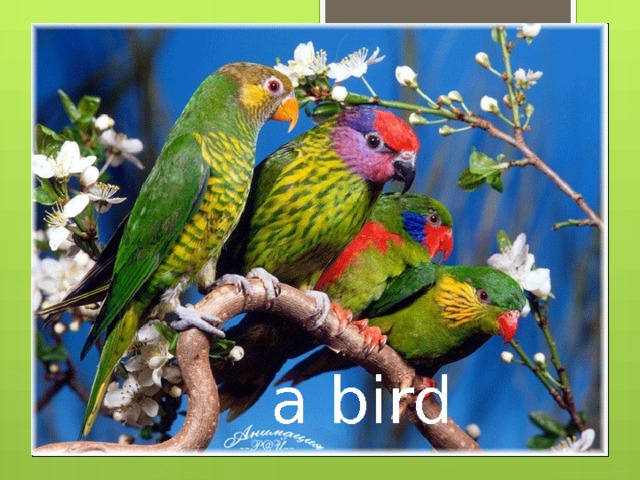 a bird 