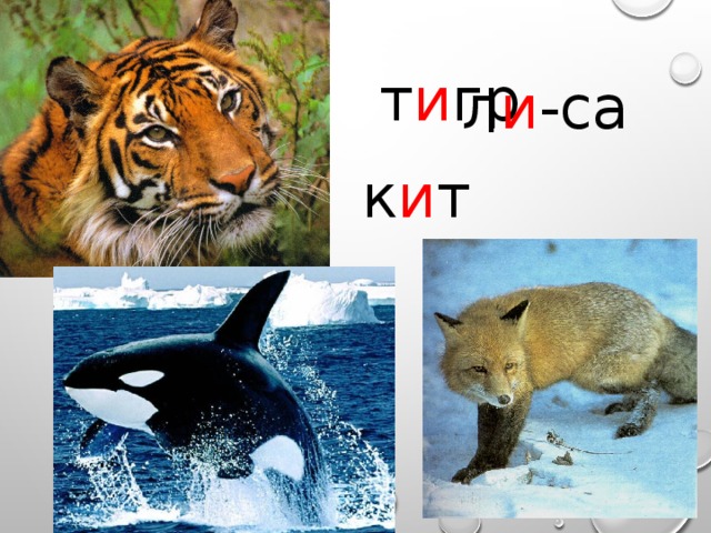  т и гр  л и -са к и т 