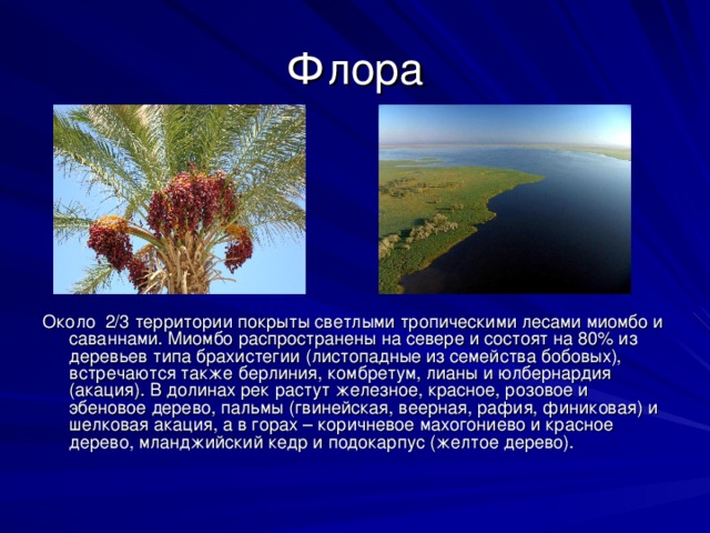 Флора Около 2/3 территории покрыты светлыми тропическими лесами миомбо и саваннами. Миомбо распространены на севере и состоят на 80% из деревьев типа брахистегии (листопадные из семейства бобовых), встречаются также берлиния, комбретум, лианы и юлбернардия (акация). В долинах рек растут железное, красное, розовое и эбеновое дерево, пальмы (гвинейская, веерная, рафия, финиковая) и шелковая акация, а в горах – коричневое махогониево и красное дерево, мланджийский кедр и подокарпус (желтое дерево). 