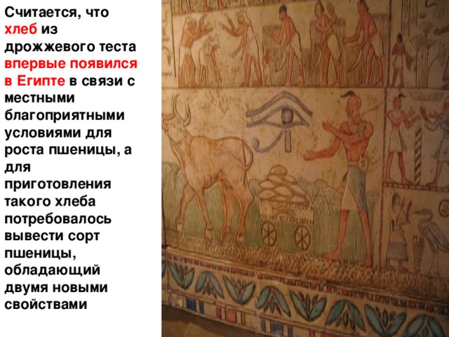 Считается, что хлеб из дрожжевого теста впервые появился в Египте в связи с местными благоприятными условиями для роста пшеницы, а для приготовления такого хлеба потребовалось вывести сорт пшеницы, обладающий двумя новыми свойствами 