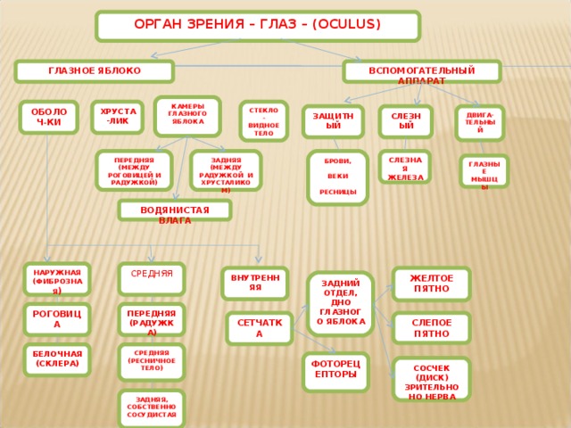 ОРГАН ЗРЕНИЯ – ГЛАЗ – (OCULUS) ГЛАЗНОЕ ЯБЛОКО ВСПОМОГАТЕЛЬНЫЙ АППАРАТ КАМЕРЫ ГЛАЗНОГО ЯБЛОКА ОБОЛОЧ - КИ ХРУСТА-ЛИК СТЕКЛО-ВИДНОЕ ТЕЛО ДВИГА-ТЕЛЬНЫЙ СЛЕЗНЫЙ ЗАЩИТНЫЙ СЛЕЗНАЯ ЖЕЛЕЗА БРОВИ, ВЕКИ РЕСНИЦЫ  ЗАДНЯЯ (МЕЖДУ РАДУЖКОЙ И ХРУСТАЛИКОМ) ПЕРЕДНЯЯ (МЕЖДУ РОГОВИЦЕЙ И РАДУЖКОЙ) ГЛАЗНЫЕ МЫШЦЫ ВОДЯНИСТАЯ ВЛАГА        СРЕДНЯЯ НАРУЖНАЯ (ФИБРОЗНАЯ ) ВНУТРЕННЯЯ ЖЕЛТОЕ ПЯТНО ЗАДНИЙ ОТДЕЛ, ДНО ГЛАЗНОГО ЯБЛОКА РОГОВИЦА ПЕРЕДНЯЯ (РАДУЖКА) СЕТЧАТКА СЛЕПОЕ ПЯТНО СРЕДНЯЯ (РЕСНИЧНОЕ ТЕЛО) БЕЛОЧНАЯ (СКЛЕРА) ФОТОРЕЦЕПТОРЫ СОСЧЕК (ДИСК) ЗРИТЕЛЬНОНО НЕРВА ЗАДНЯЯ, СОБСТВЕННО СОСУДИСТАЯ 
