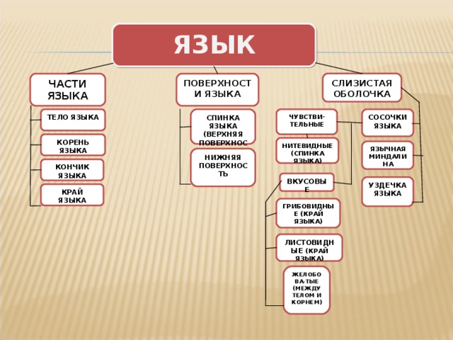 ЯЗЫК СЛИЗИСТАЯ ОБОЛОЧКА ПОВЕРХНОСТИ ЯЗЫКА ЧАСТИ ЯЗЫКА СОСОЧКИ ЯЗЫКА ЧУВСТВИ-ТЕЛЬНЫЕ СПИНКА ЯЗЫКА (ВЕРХНЯЯ ПОВЕРХНОСТЬ ТЕЛО ЯЗЫКА КОРЕНЬ ЯЗЫКА НИТЕВИДНЫЕ (СПИНКА ЯЗЫКА) ЯЗЫЧНАЯ МИНДАЛИНА НИЖНЯЯ ПОВЕРХНОСТЬ КОНЧИК ЯЗЫКА ВКУСОВЫЕ УЗДЕЧКА ЯЗЫКА КРАЙ ЯЗЫКА ГРИБОВИДНЫЕ (КРАЙ ЯЗЫКА) ЛИСТОВИДНЫЕ (КРАЙ ЯЗЫКА) ЖЕЛОБОВА - ТЫЕ (МЕЖДУ ТЕЛОМ И КОРНЕМ) 