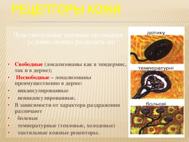  Чувствительные нервные окончания условно можно разделить на:   Свободные (локализованы как в эпидермис, так и в дерме);  Несвободные – локализованы преимущественно в дерме:  инкапсулированные  неинкапсулированные. В зависимости от характера раздражения различают  болевые  температурные (тепловые, холодовые)  тактильные кожные рецепторы.  