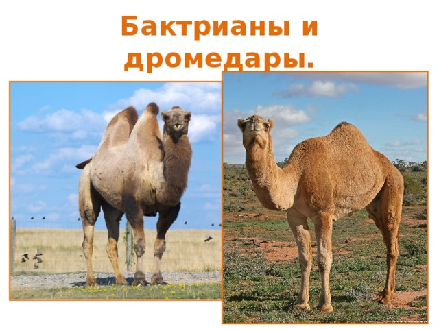 Одногорбый верблюд природная зона. Дромадер и бактриан. Дромадер и бактриан разница. Одногорбый верблюд дромедар. Гибрид бактриана и дромадера.