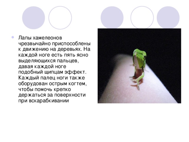 Лапы хамелеонов чрезвычайно приспособлены к движению на деревьях. На каждой ноге есть пять ясно выделяющихся пальцев, давая каждой ноге подобный щипцам эффект. Каждый палец ноги также оборудован острым когтем, чтобы помочь крепко держаться за поверхности при вскарабкивании 