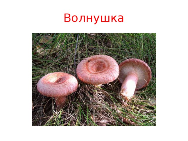 Волнушка 
