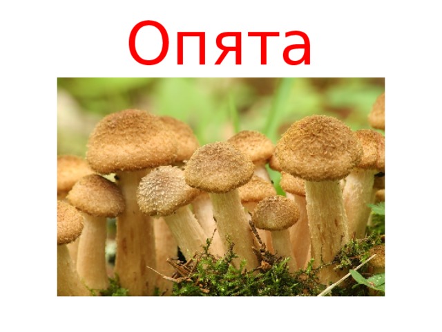 Опята 