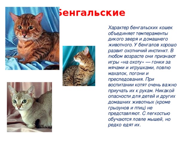 Характер бенгальской кошки