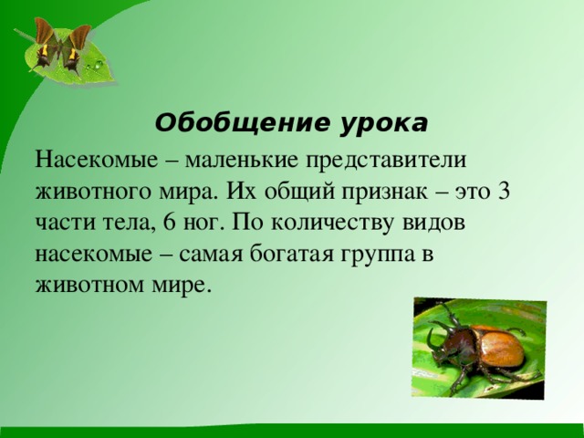 Презентация про насекомых средняя группа