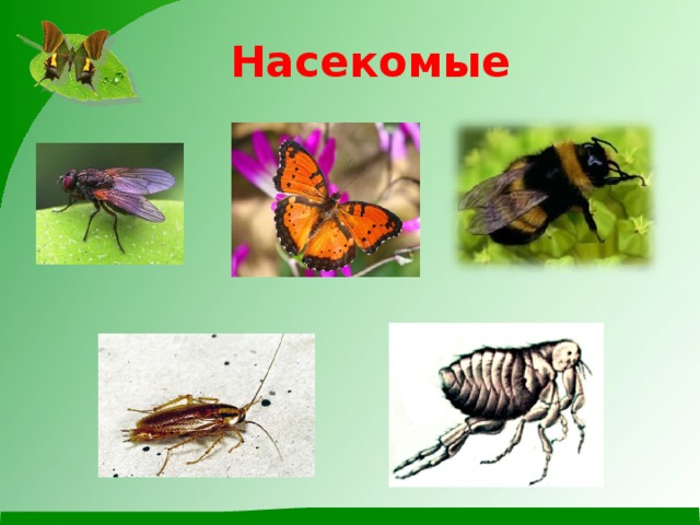 Насекомые 