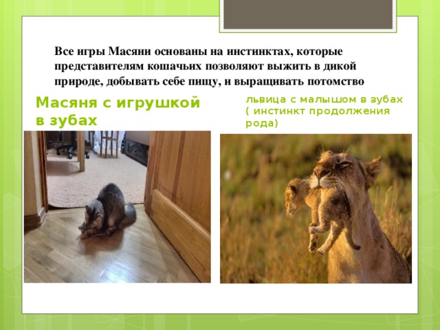 Все игры Масяни основаны на инстинктах, которые представителям кошачьих позволяют выжить в дикой природе, добывать себе пищу, и выращивать потомство Масяня с игрушкой в зубах львица с малышом в зубах ( инстинкт продолжения рода) 