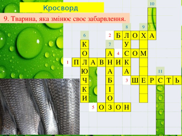 6 К 1 О п Л 2 7 б Ю 10 а 8 в А л Ч У 4 о 9 Н К и х С А И а о К Б м А І 5 3 о О ш з е о 11 р н с т ь Кросворд 9. Тварина, яка змінює своє забарвлення. 