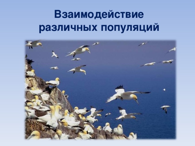 Типы взаимодействия популяций разных видов презентация 9 класс пасечник линия жизни