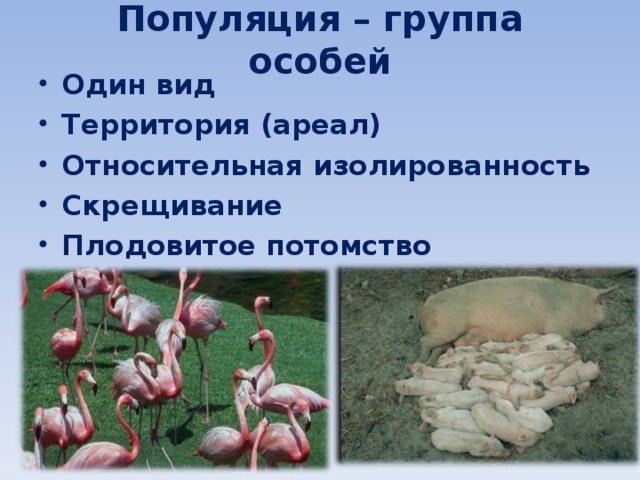 Конкурентные взаимоотношения между популяциями одного вида и между популяциями р